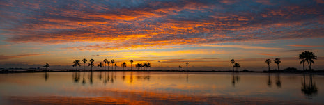 Tropical Glory