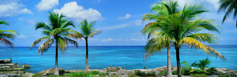 Tropical Haven
