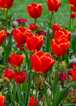 Tulips