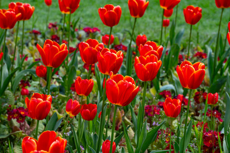 Tulips