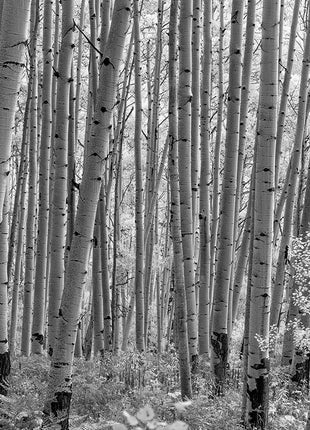 Mcclure Pass