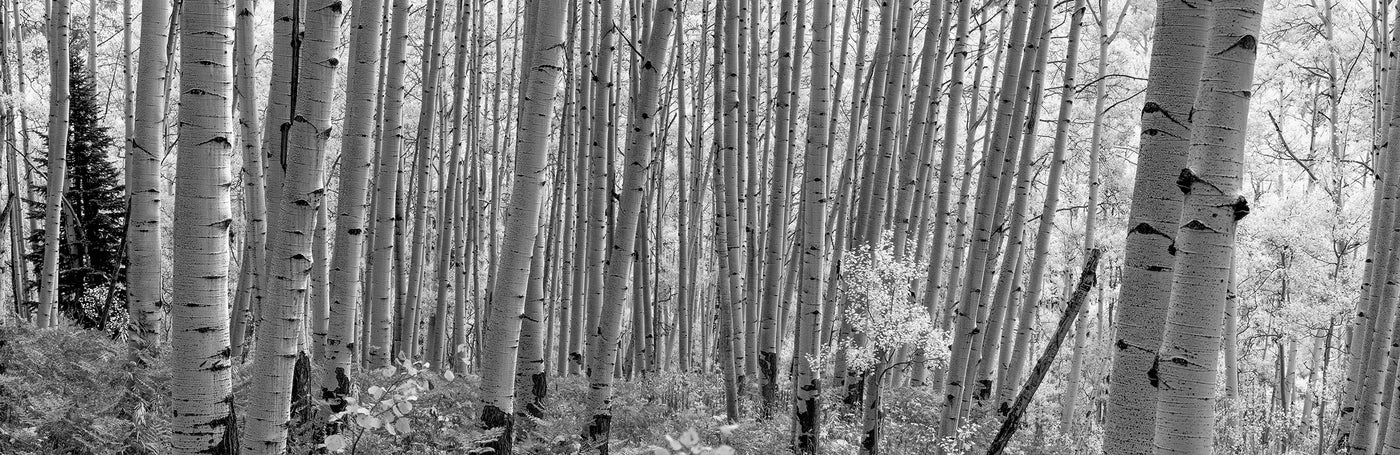 Mcclure Pass