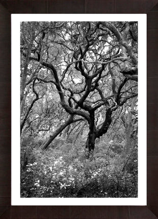 Wind Swept Oak