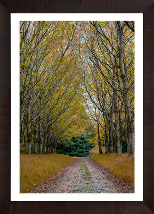 Shades of Autumn