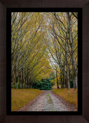 Shades of Autumn