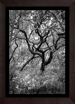 Wind Swept Oak