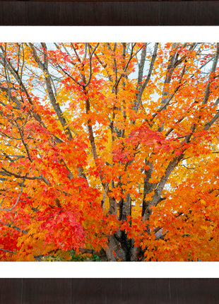 Autumn Serenade