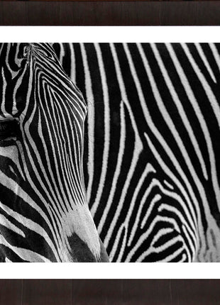 Zebra 3