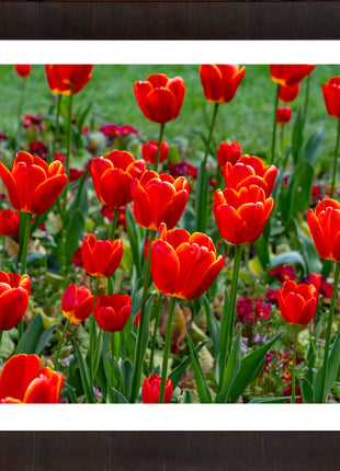 Tulips