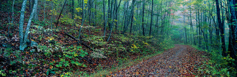 Walk in The Woods