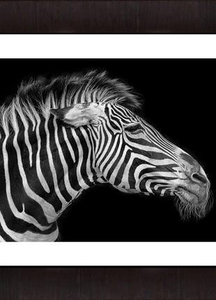 The Old Zebra