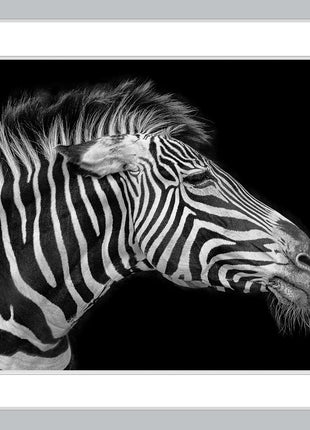 The Old Zebra