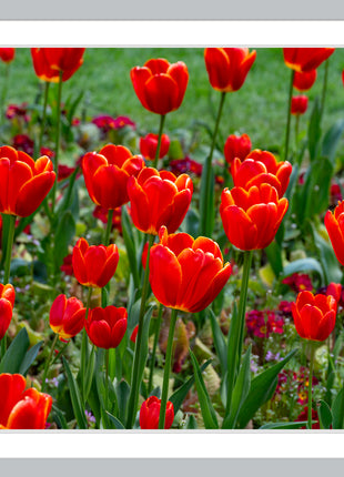 Tulips
