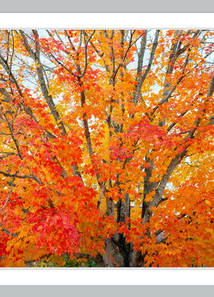 Autumn Serenade