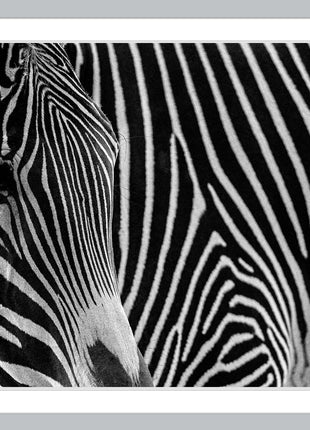Zebra 3