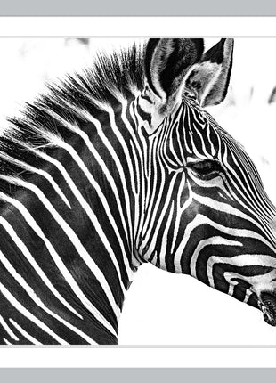 Zebra 2