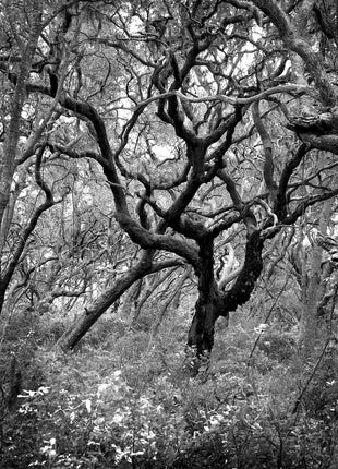 Wind Swept Oak