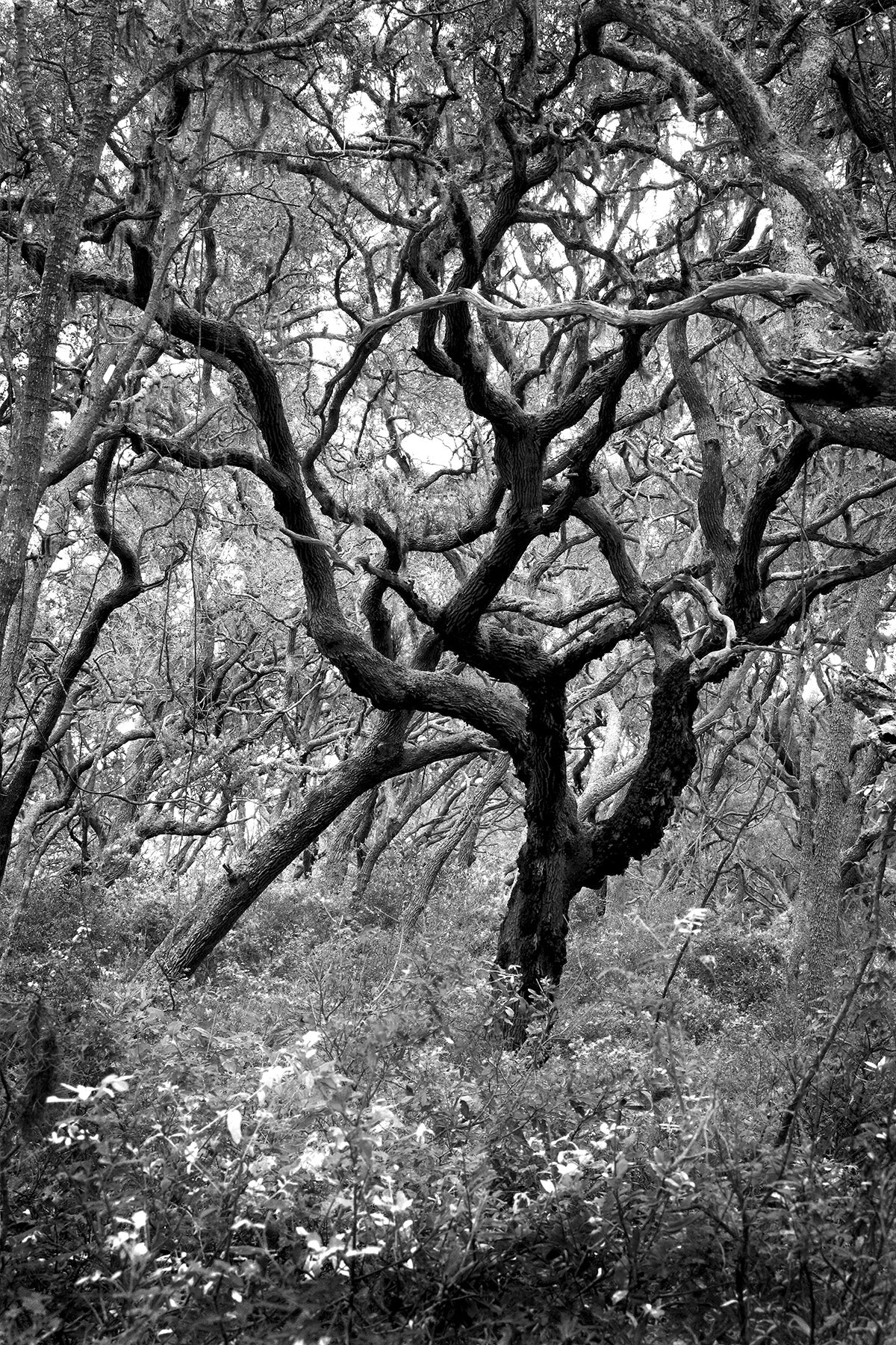 Wind Swept Oak