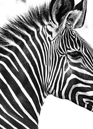 Zebra 2