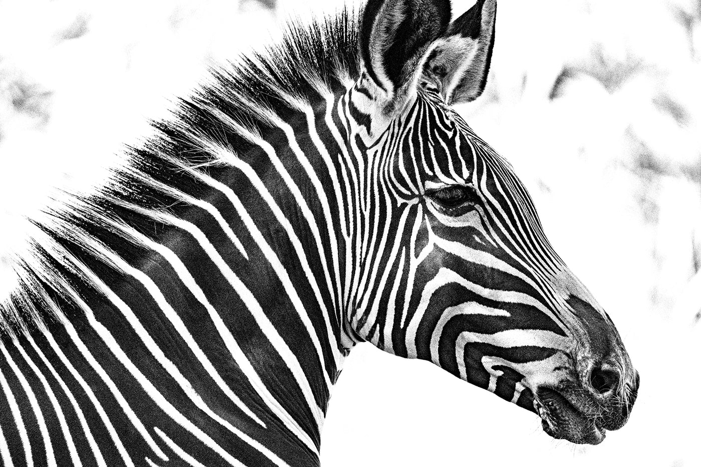 Zebra 2
