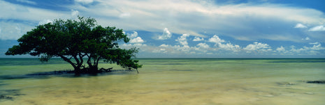 Serenity
