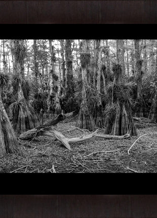 Cypress Dome