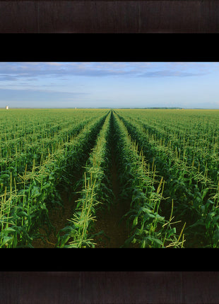 The Corn Field