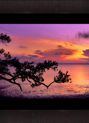 Evening Glory