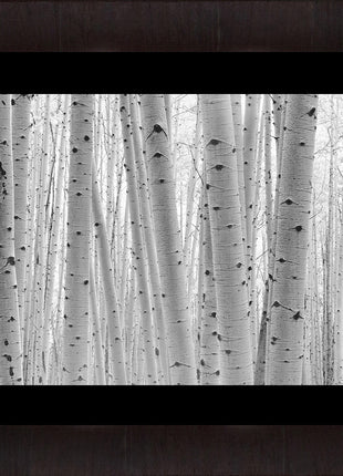 Aspen Forest