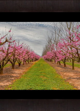 Blossom Trail