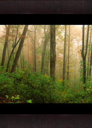 Sacred Forest