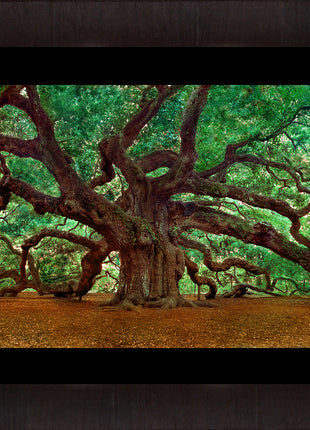 Angel Oak