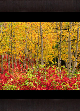 Autumn Glory