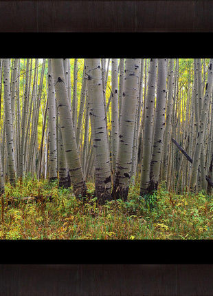 Colorado Gold