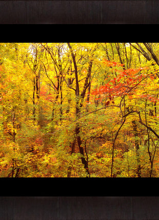 Red Forest