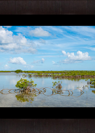 Key Mangrove
