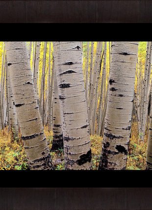 Aspens in Atumn