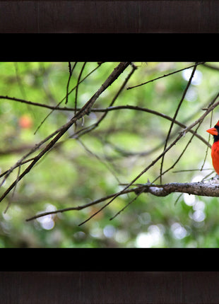 The Cardinal