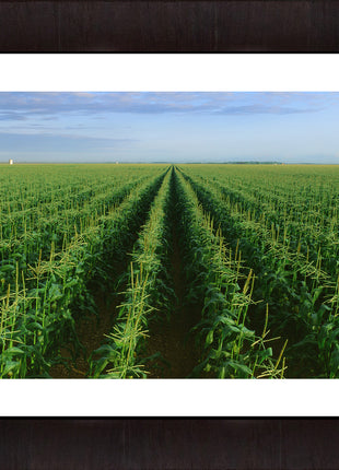 The Corn Field