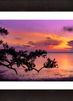 Evening Glory