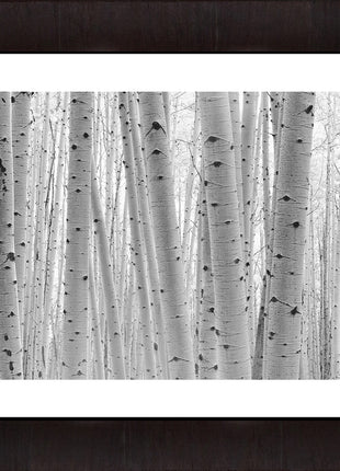 Aspen Forest