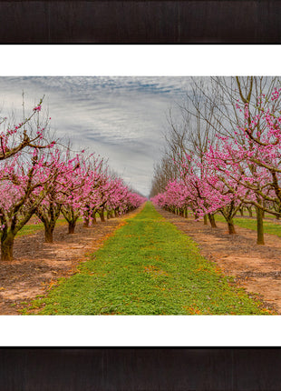 Blossom Trail