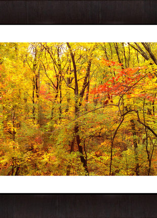 Red Forest