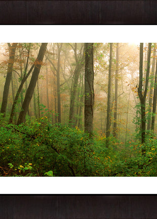Sacred Forest