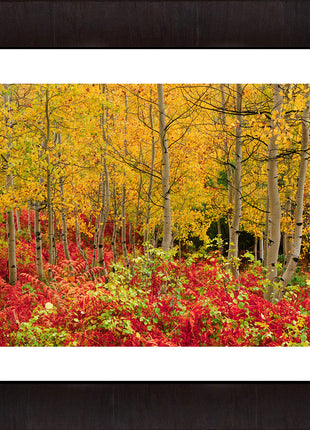 Autumn Glory