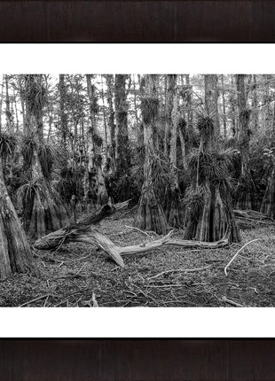 Cypress Dome