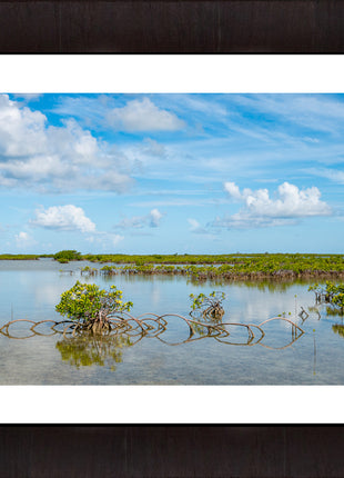 Key Mangrove