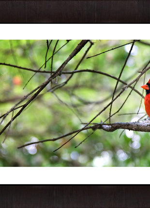 The Cardinal