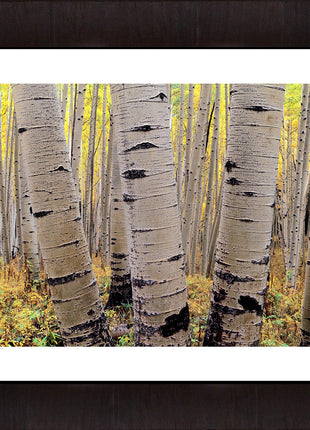 Aspens in Atumn