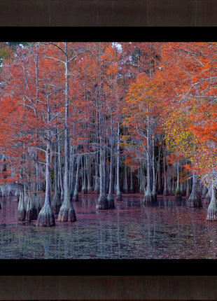 Atumn Cypress